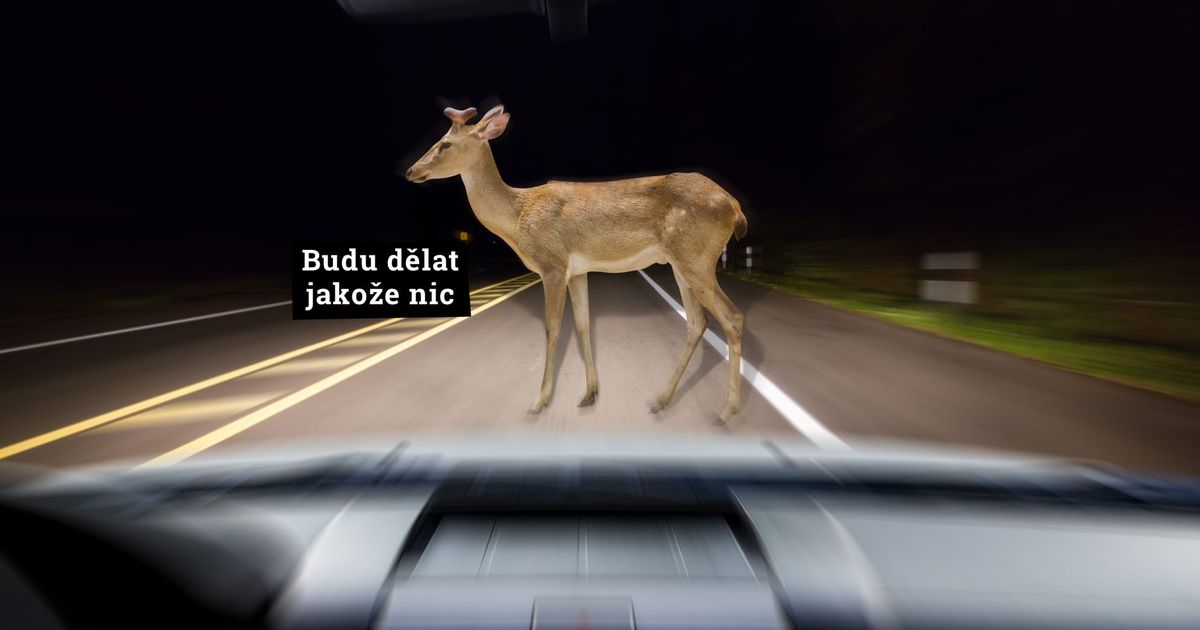 Co dělat když srazím srnu?